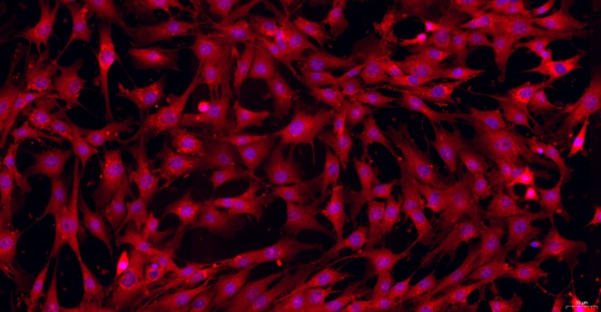 Primary Caprine Synovial Cells (SYC)
