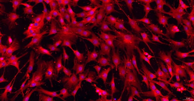 Primary Caprine Synovial Cells (SYC)
