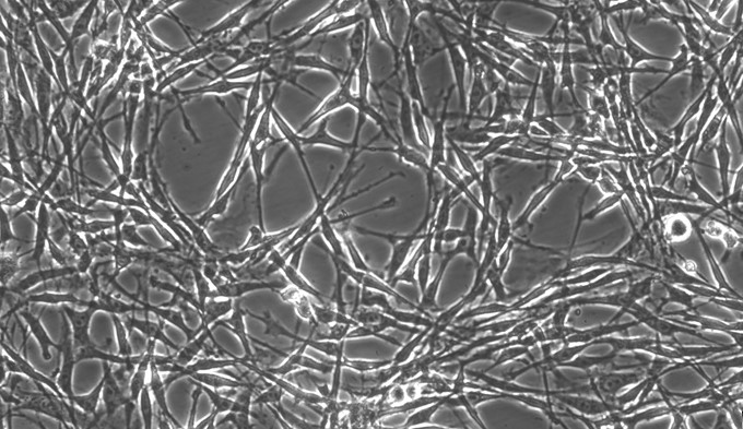 Primary Feline Synovial Cells (SYC)