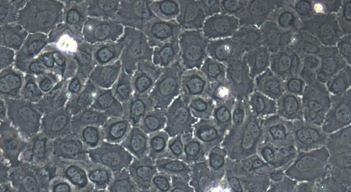 Primary Caprine Thymic Epithelial Cells (TEC)