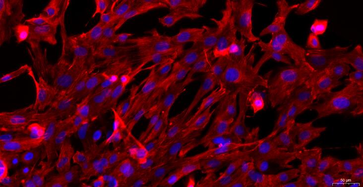 Primary Caprine Thymic Epithelial Cells (TEC)