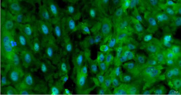 Primary Feline Thymic Epithelial Cells (TEC)