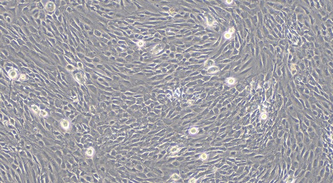 Primary Rat Thymic Epithelial Cells (TEC)
