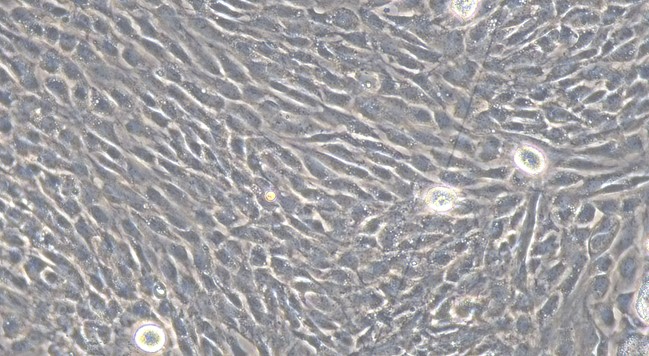 Primary Rat Thymic Epithelial Cells (TEC)