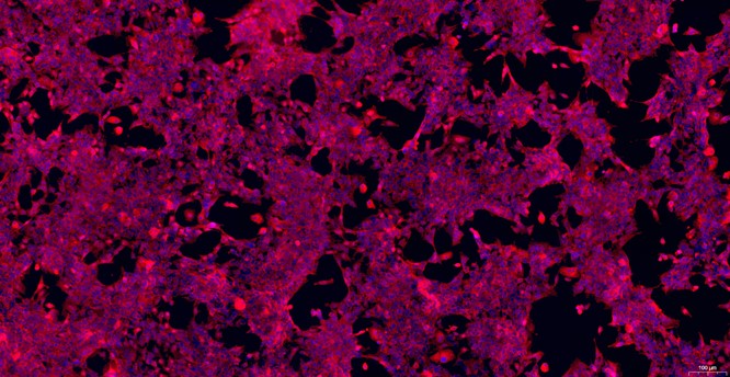 Primary Rat Thymic Epithelial Cells (TEC)