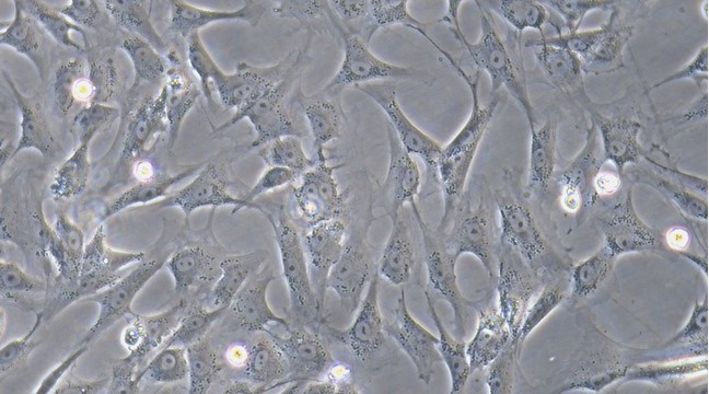 Primary Canine Leydig Cells (LC)