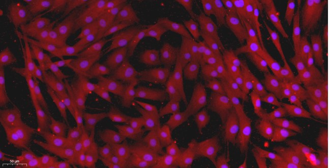 Primary Canine Leydig Cells (LC)