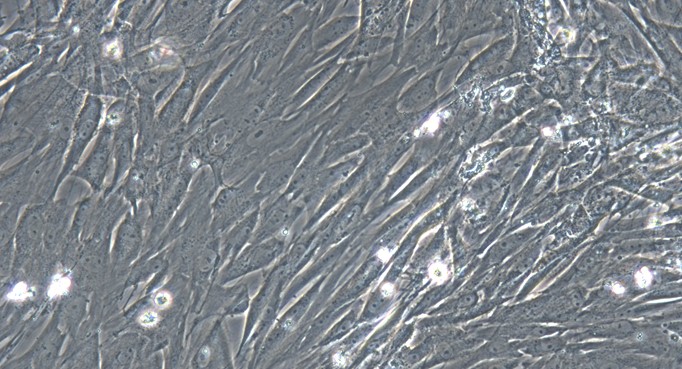 Primary Feline Ovarian Fibroblasts (OF)