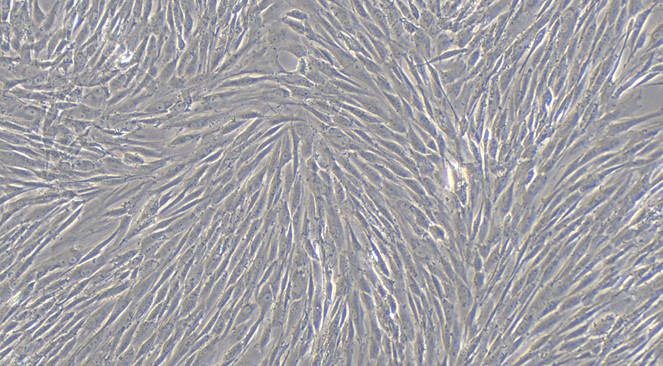 Primary Canine Gingival Fibroblasts (GF)