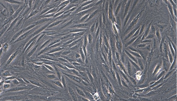 Primary Feline Gingival Fibroblasts (GF)