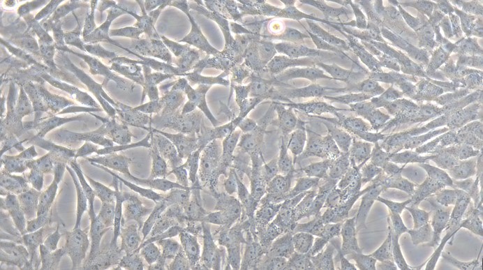 Primary Porcine Pericardial Fibroblasts (PF)