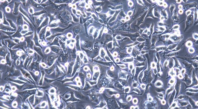 Primary Rat Splenic Macrophages (SM)