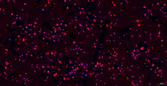Primary Rat Splenic Macrophages (SM)