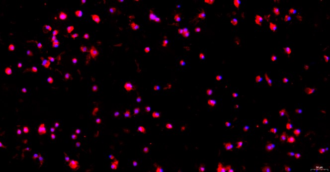 Primary Rat Splenic Macrophages (SM)