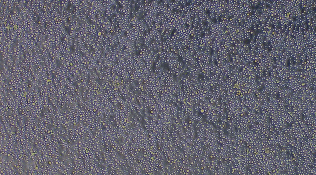 Primary Rabbit Bone Marrow Mononuclear Cells (BMMC)