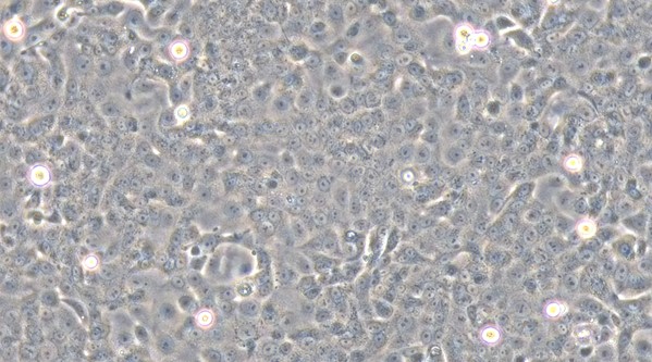 Primary Feline Bladder Epithelial Cells (BEC)