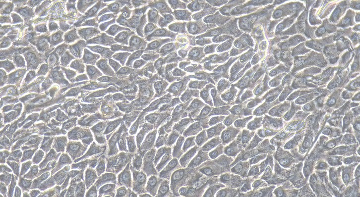 Primary Canine Gingival Epithelial Cells (GiEC)