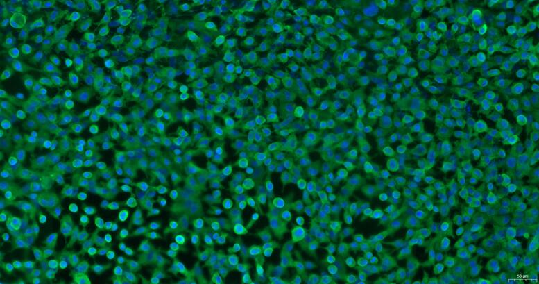 Primary Rabbit Gastric Epithelial Cells (GEC)