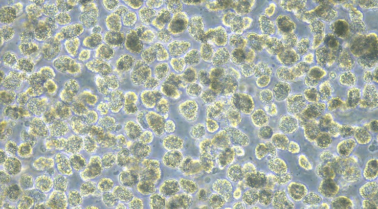 Primary Rat Hepatocyte (Hep)