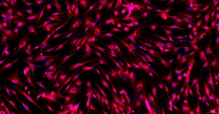 Primary Gallus Embryonic Fibroblasts (EF)
