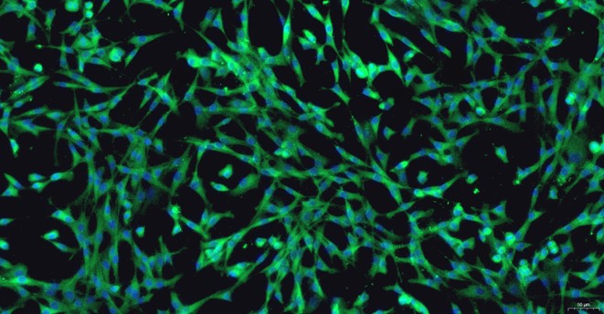 Primary Feline Tendon Cells (TC)