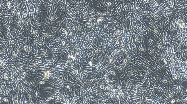 Primary Feline Tendon Cells (TC)