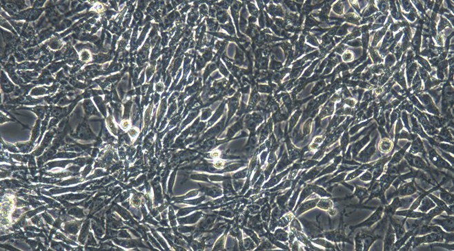 Primary Feline Tendon Cells (TC)