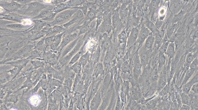 Primary Rat Tendon Cells (TC)