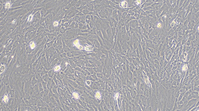 Primary Rat Tendon Cells (TC)