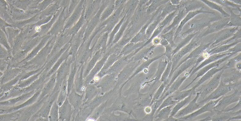 Primary Caprine Corneal Stromal cells (CSC)