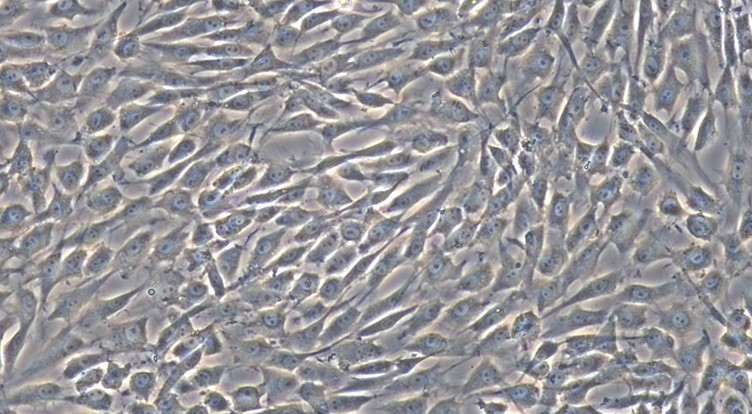 Primary Feline Corneal Stromal cells (CSC)