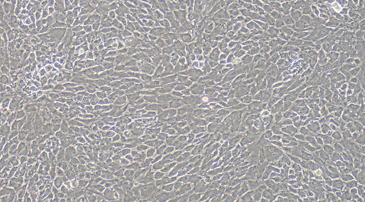 Primary Rabbit Auricular Chondrocytes (ACC)