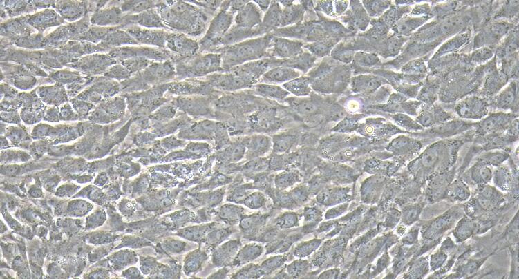 Primary Rabbit Auricular Chondrocytes (ACC)