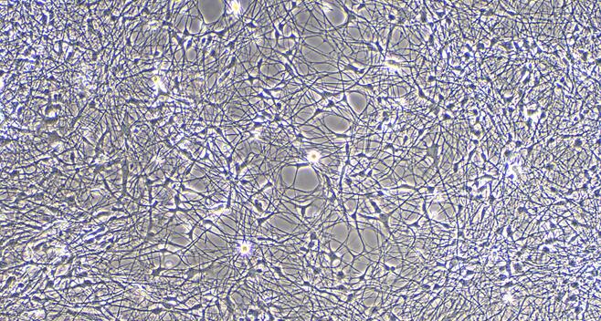 Primary Canine Cerebral Cortex Neuron Cells (CCNC)