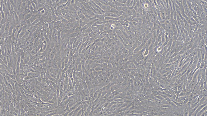 Primary Rat Tracheal Chondrocytes (TrC)