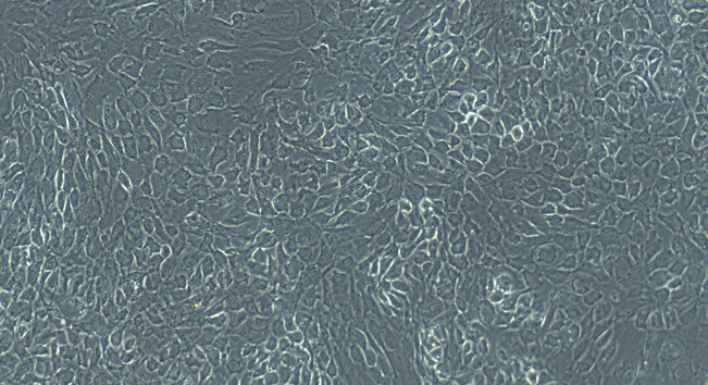 Primary Rabbit Tracheal Chondrocytes (TrC)