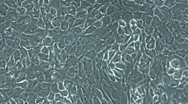 Primary Rabbit Tracheal Chondrocytes (TrC)