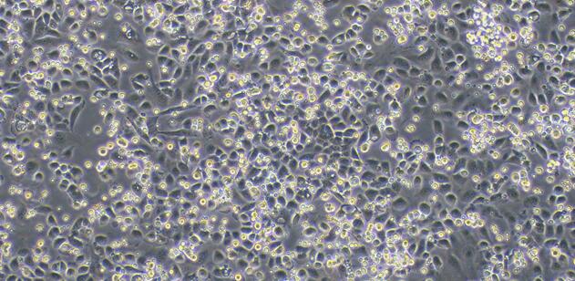 Primary Canine Pericardial Mesothelial Cells (PeMC)