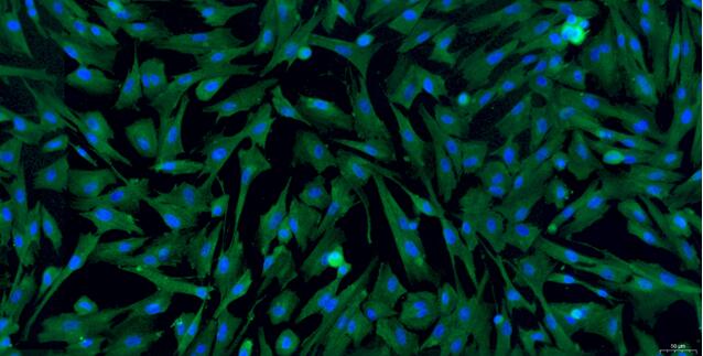 Primary Canine Vaginal Smooth Muscle Cells (VSMC)