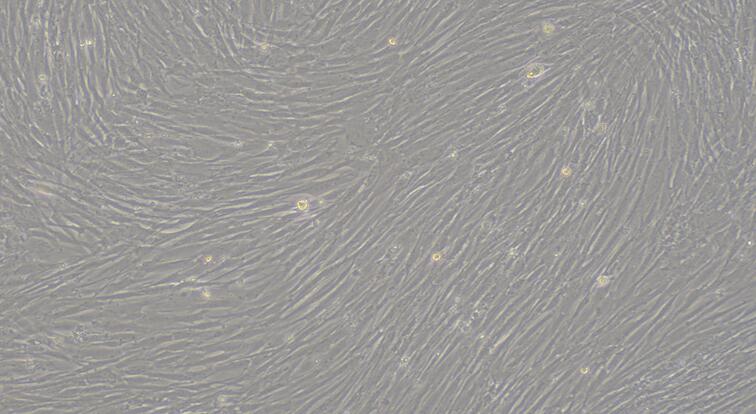 Primary Rabbit Vaginal Smooth Muscle Cells (VSMC)