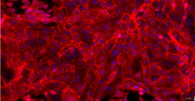 Primary Canine Nasal Mucosal Epithelial Cells (NMEC)
