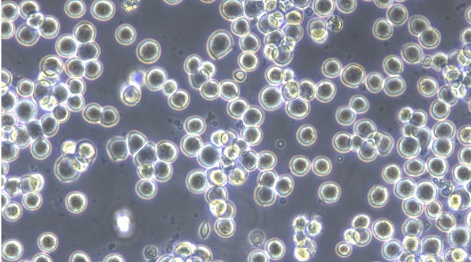 Human COLO205 Colon Carcinoma Cells (COLO205)