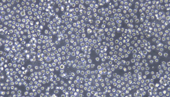 Human HL-60 Promyelocytic Leukemia Cells (HL-60)