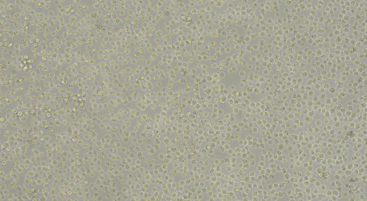 Human THP-1 Monocytic in Leukemia Cells (THP-1)