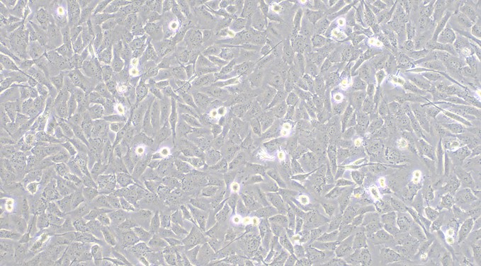 Human SK-MES-1 Lung Squamous Cell Carcinoma Cells (SK-MES-1)