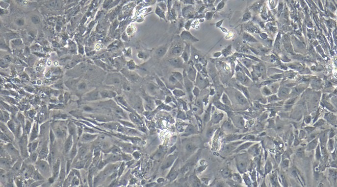 Primary Rat Epididymal Epithelial Cells (EpEC)