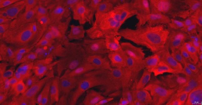 Primary Rat Oral Mucosal Epithelial Cells ( OMEC)