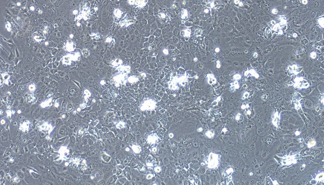 Primary Rat Oral Mucosal Epithelial Cells ( OMEC)