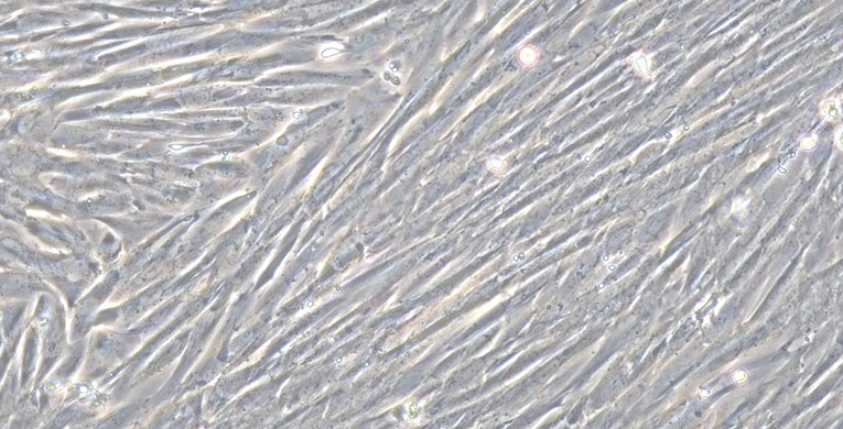 Primary Canine Nasal Mucosa Fibroblasts (NMF)