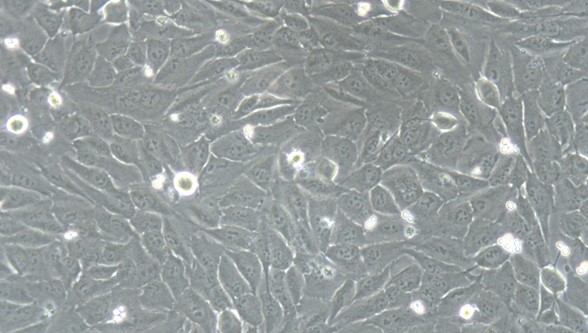 Human THLE-2 Telomerase-immortalized  Liver Epithelial-2 (THLE-2)
